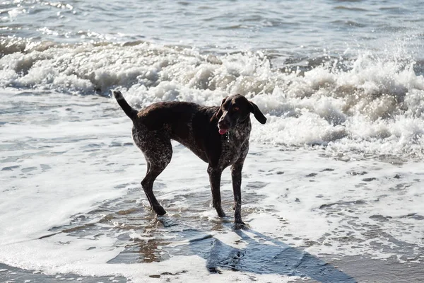 Dog is short haired hunting dog breed with drooping ears. Walk in fresh air with pet. Brown shorthaired pointer walks on sandy beach on background of waves.