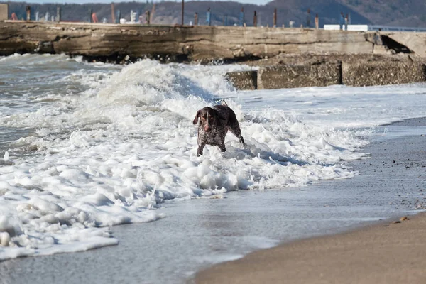 Dog is short haired hunting dog breed with drooping ears. Walk in fresh air with pet. Brown shorthaired pointer walks on sandy beach on background of waves.