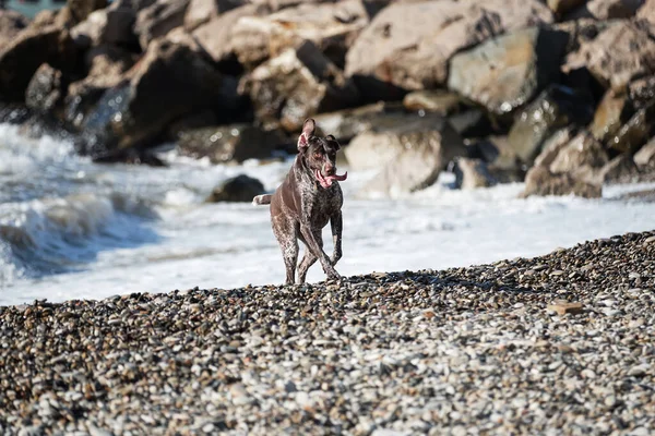 Dog is a short haired hunting dog breed with drooping ears. Walk in fresh air with pet. Brown shorthaired pointer walks on pebbly shore of sea on waves.