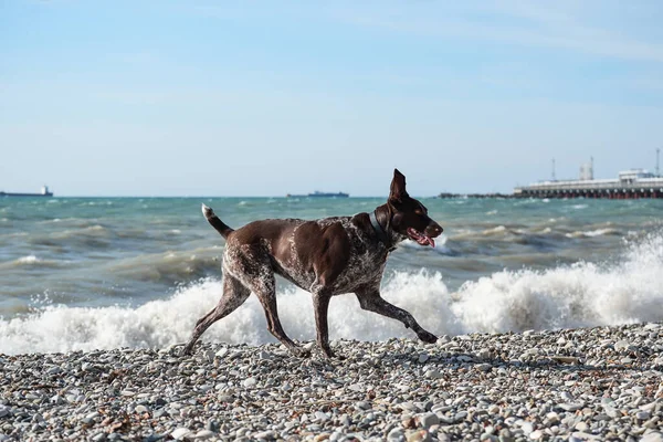 Dog is a short haired hunting dog breed with drooping ears. Walk in fresh air with pet. Brown shorthaired pointer walks on pebbly shore of sea on waves.