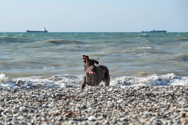 Dog is a short haired hunting dog breed with drooping ears. Walk in fresh air with pet. Brown shorthaired pointer walks on pebbly shore of sea on waves.