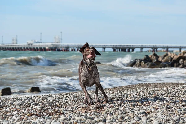 Dog is a short haired hunting dog breed with drooping ears. Walk in fresh air with pet. Brown shorthaired pointer walks on pebbly shore of sea on waves.