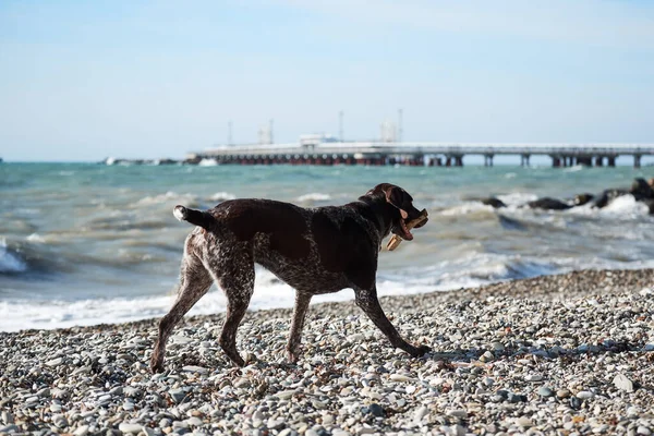 Dog is a short haired hunting dog breed with drooping ears. Walk in fresh air with pet. Brown shorthaired pointer walks on pebbly shore of sea on waves.