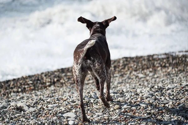 Dog is a short haired hunting dog breed with drooping ears. Walk in fresh air with pet. Brown shorthaired pointer walks on pebbly shore of sea on waves.