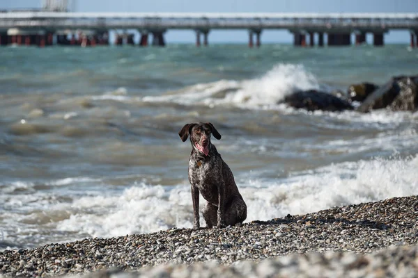 Dog is short haired hunting dog breed with drooping ears. Walk in fresh air with pet. Kurzhaar brown sits on background of sea waves and poses.