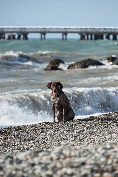 Dog is short haired hunting dog breed with drooping ears. Walk in fresh air with pet. Kurzhaar brown sits on background of sea waves and poses.