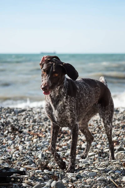 Dog is a short haired hunting dog breed with drooping ears. Walk in fresh air with pet. Kurzhaar Brown stands against sea on pebble beach with crazy funny eyes and open mouth.