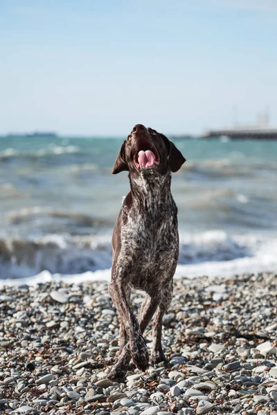 Dog is a short haired hunting dog breed with drooping ears. Walk in fresh air with pet. Kurzhaar Brown stands against sea on pebble beach with crazy funny eyes and open mouth.