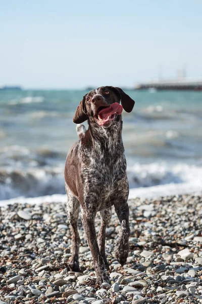 Dog is a short haired hunting dog breed with drooping ears. Walk in fresh air with pet. Kurzhaar Brown stands against sea on pebble beach with crazy funny eyes and open mouth.