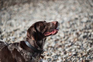 Pebble Beach 'in arka planında köpek yavrularının portresi. Güzel kahverengi benekli av köpeği oturur ve gülümser. Kurtzhaar 'ın kısa filmi.