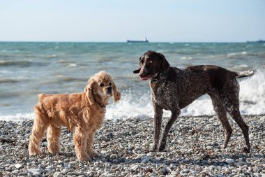 Kahverengi noktalı Altın İngiliz Cocker Spaniel çakıl taşı plajında yürüyor ve mavi gökyüzü ve denizin arka planında poz veriyor. İki iyi arkadaş, İngiliz ve Alman av köpeği..