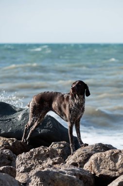 Genç, güzel kahverengi kısa uçlu işaretçi denize karşı büyük bir taşın üzerinde duruyor ve poz veriyor. Doğada yürüyen, sarkık kulaklı, büyüleyici Alman av köpeği cinsi..