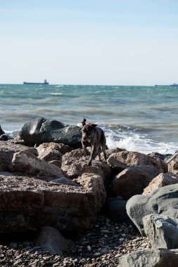 Güzel, kahverengi, kısa namlulu işaretçi, denize karşı büyük bir taşın üzerinde koşar. Doğada yürüyen, sarkık kulaklı, büyüleyici Alman av köpeği cinsi..