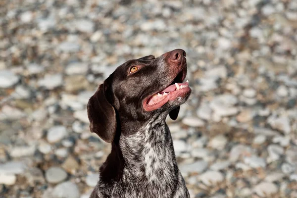 ปภาพของต สายพ ขบนพ นหล งของหาดก อนกรวด าตาลท สวยงามน งและย Shorthred — ภาพถ่ายสต็อก