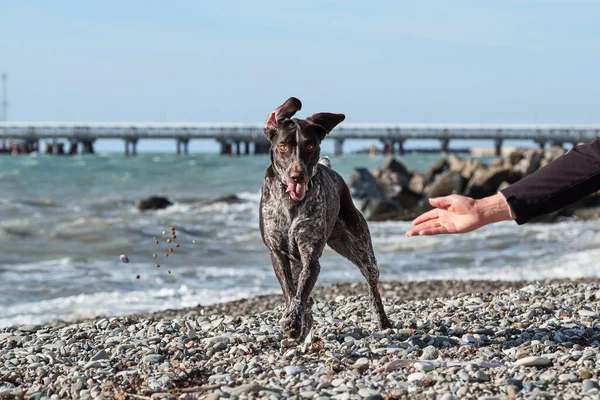 Dog is a short haired hunting dog breed with drooping ears. Walk in fresh air with pet. Kurzhaar Brown stands against sea on pebble beach with crazy funny eyes and open mouth.