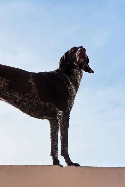 Beautiful elegant elegant shorthaired pointer is on background of blue sky in standing and posing. Hunting German breed of dog with smooth spotted coat and large drooping ears.