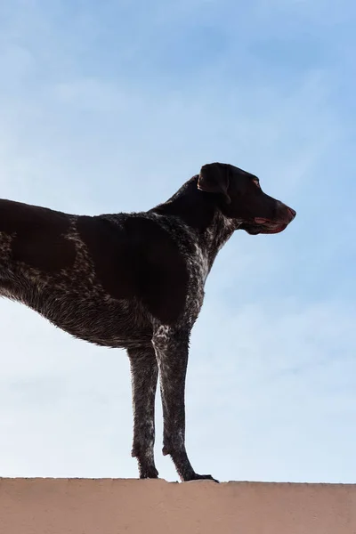 Beautiful elegant elegant shorthaired pointer is on background of blue sky in standing and posing. Hunting German breed of dog with smooth spotted coat and large drooping ears.