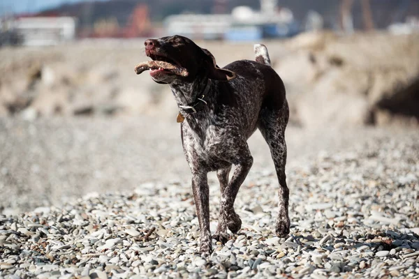 Beautiful elegant elegant shorthaired pointer walks on pebbly shore of sea and chewing on stick. Hunting German breed of dog with smooth spotted coat and large drooping ears.