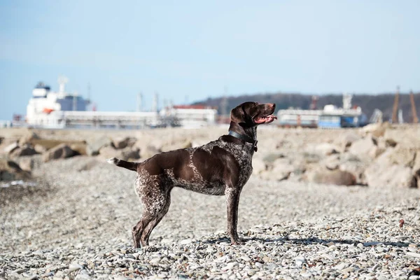Beautiful elegant elegant shorthaired pointer standing on pebble beach on background of blue sky and sea, posing. Hunting German breed of dog with smooth spotted coat and large drooping ears.