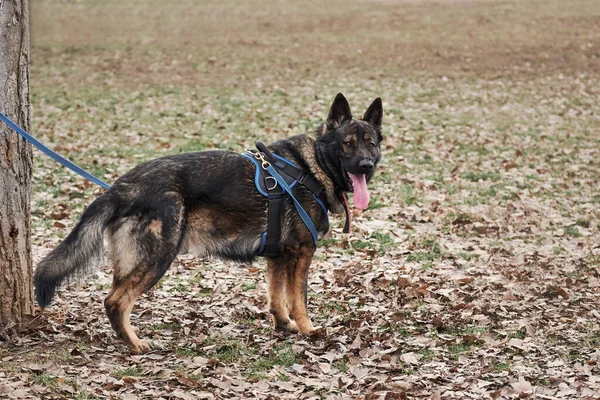 Service Berger Allemand Couleur Grise Zonale Dans Les Classes Protection — Photo