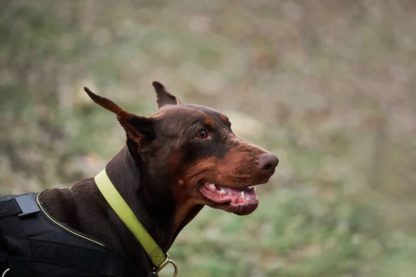 Brauner Dobermann Mit Abgeschnittenen Ohren Und Gelbem Biotan Kragen Porträt — Stockfoto