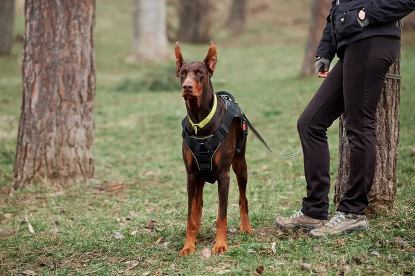 Bruine Doberman Met Bijgesneden Oren Gele Biotan Kraag Harnas Groen — Stockfoto