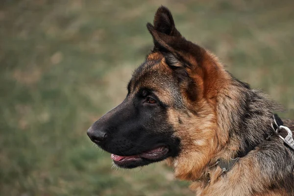 Muestra Cría Cachorros Pastor Alemán Retrato Cerca Fondo Hierba Verde —  Fotos de Stock