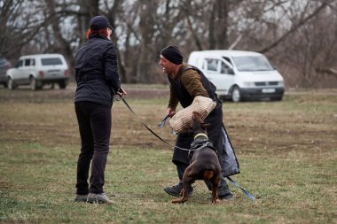 Rusya, Krasnodar 31.01.2021 stadyumda köpek eğitimi veriyor. Koruma hizmetlerinde çalışan esmer ve esmer bir doberman. Olaya karışan ve kollarını sıvayan köpeğe servis köpeği saldırısı.