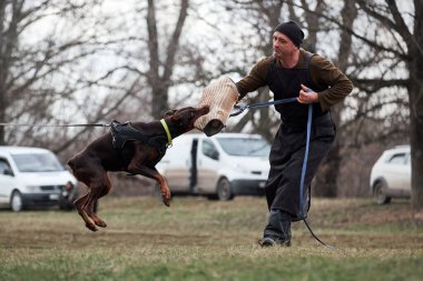 Rusya, Krasnodar 31.01.2021 stadyumda köpek eğitimi veriyor. Koruma hizmetlerinde çalışan esmer ve esmer bir doberman. Olaya karışan ve kollarını sıvayan köpeğe servis köpeği saldırısı.