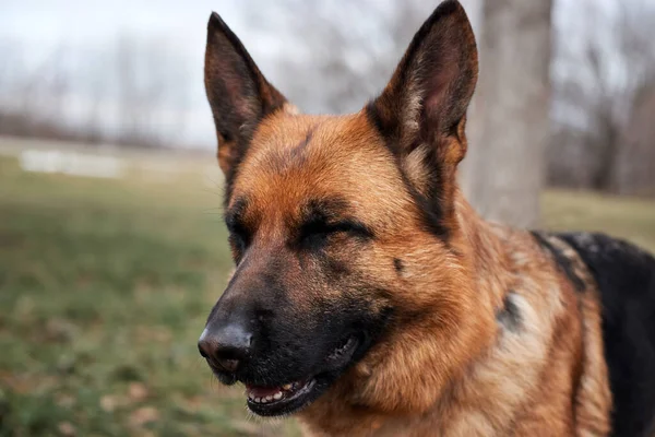 Porträt Eines Schwarz Roten Schäferhundes Hund Steht Vor Freude Mit — Stockfoto