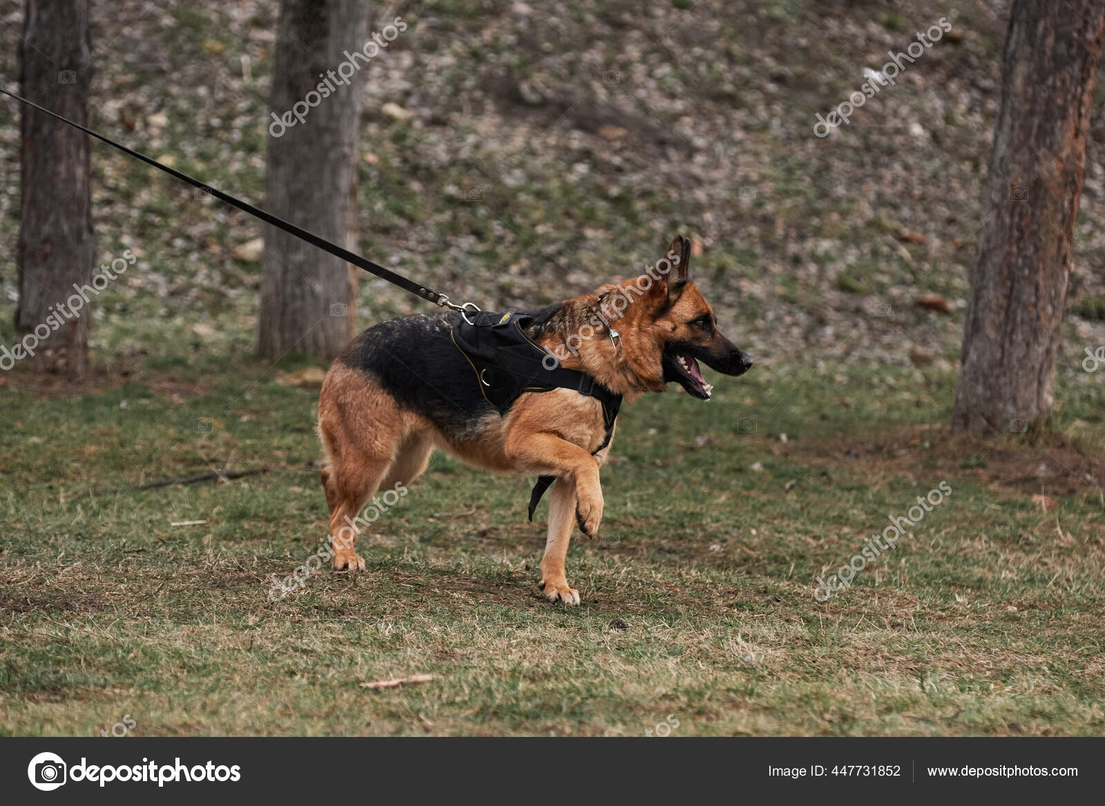 How Do You Leash Train A German Shepherd