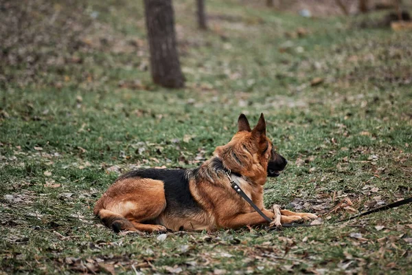 Portrait Berger Allemand Noir Rouge Chien Berger Allemand Trouve Sur — Photo