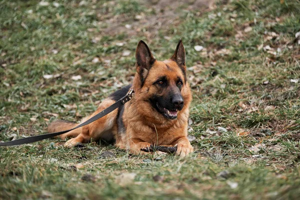 Portrait of black and red German Shepherd. German Shepherd dog lies on green lawn in park and holds tree stick between its front paws. Walk with dog in fresh air.