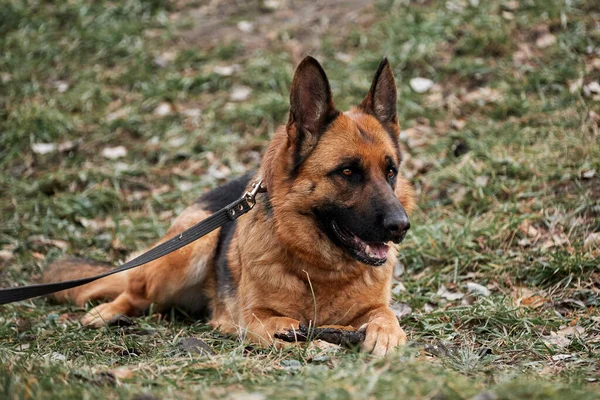 Portret Van Zwarte Rode Duitse Herder Duitse Herder Hond Ligt — Stockfoto