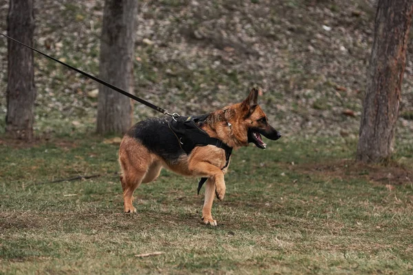 German Shepherd in harness and on leash rushes forward and tries to bite enemy. Training for protection of German Shepherd workers at stadium.