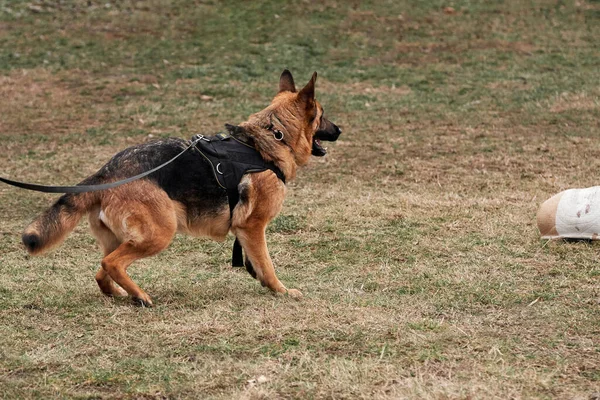 German Shepherd Harness Leash Rushes Forward Tries Bite Enemy Training — Stock Photo, Image