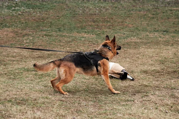 German Shepherd Harness Leash Rushes Forward Tries Bite Enemy Training — Stock Photo, Image