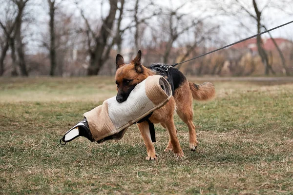 德国牧羊人正在努力稀释犬类训练 他嘴里衔着保护袖子 在体育场的草地上跑来跑去 快乐极了 培训工作的德国牧羊人 以保护所有者 — 图库照片