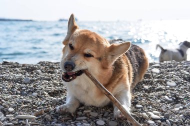 En küçük çoban köpeği cinsi. Galli Corgi Pembroke üç renkli deniz taşlı plajda yatıyor ve ısırıklar yapışkan. Yürüyüşteki sevimli Corgi. İngiliz Queens köpeği.
