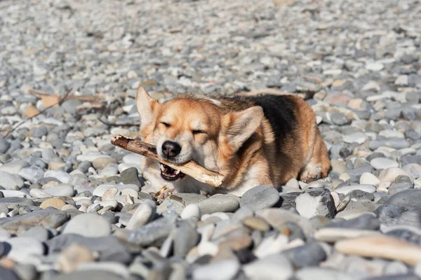 Najmniejsza Rasa Psów Pasterskich Welsh Corgi Pembroke Tricolor Leży Żwirowej — Zdjęcie stockowe