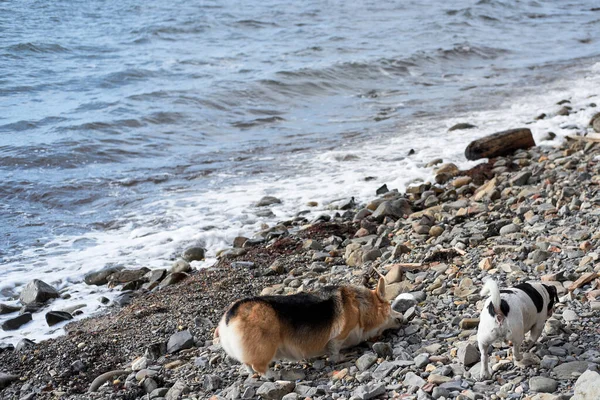 Μαλλιά Jack Russell Terrier Και Ουαλίας Corgi Pembroke Τρίχρωμος Πόδια — Φωτογραφία Αρχείου