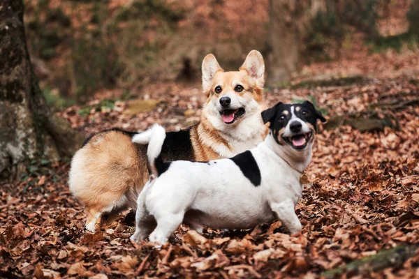 Spaziergänge Mit Hunden Der Natur Der Glatthaarige Jack Russell Terrier — Stockfoto