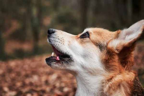魅力的なペンブロークウェールズのコーギーの肖像画を閉じます 森の中の新鮮な空気の中で自然の中で犬と一緒に歩きます 英語羊飼いの犬の品種は世界で最も小さい — ストック写真