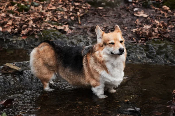 Englischer Schäferhund Ist Die Kleinste Hunderasse Der Welt Welsh Corgi — Stockfoto