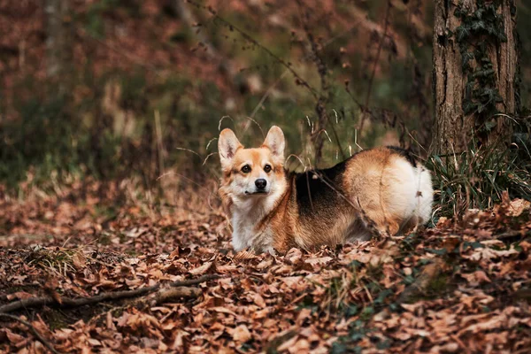 Der Walisische Corgi Pembroke Tricolor Spaziert Durch Den Herbstlichen Wald — Stockfoto