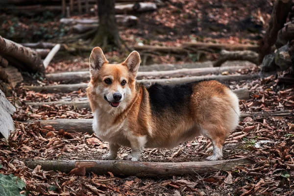 Corgi Gallesi Pembroke Tricolor Cammina Attraverso Foresta Autunnale Gode Della — Foto Stock