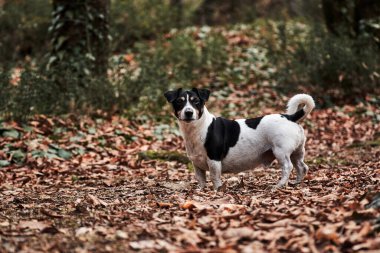 Büyüleyici siyah beyaz Jack Russell sonbahar ormanında yürüyor ve poz veriyor. Küçük İngiliz av köpeği cinsi. Pürüzsüz saçlı Jack Russell Terrier.