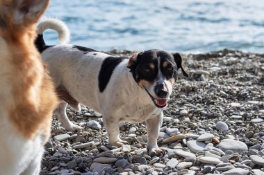 Pürüzsüz saçlı Jack Russell Terrier. Siyah ve beyaz küçük İngiliz av köpeği türü. Çakıl taşlı sahilde yürüyor ve temiz hava soluyor..
