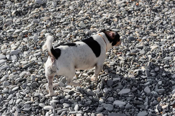 Glatthaariger Jack Russell Terrier Beim Gassigehen Schwarz Weiße Kleine Englische — Stockfoto