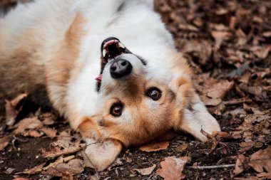 Büyüleyici kırmızı Galli Corgi Pembroke sonbahar sarısı yaprakları ormandaki açıklıkta yatıyor ve gülümsüyor. Şirin köpek cinsi tilki gibidir. İngiliz çoban köpeği.